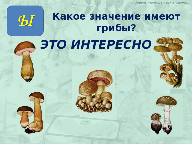 Грибы имеют верхушечный рост. Какие значения имеют грибы. Какое значение имеют грибы. Грибов насчитывается. Какие грибы вы знаете.