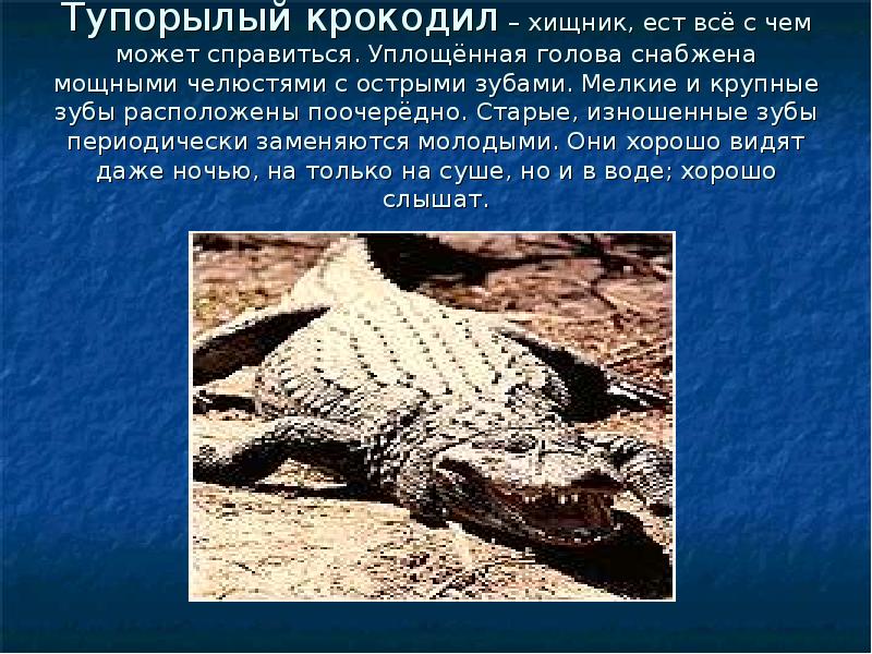 Реферат: Крокодилы 2
