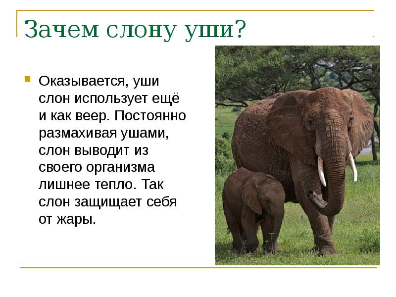 Слон рассказ окружающий мир. Сообщение о слоне. Слон для презентации. Сведения о слонах. Сообщение про слона 1 класс.