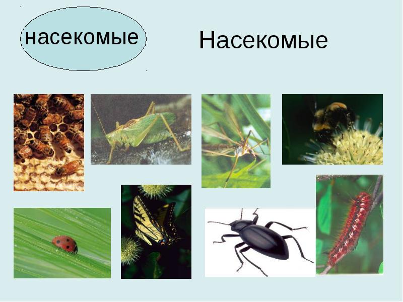 Насекомые имеют 3 отдела. Живая и неживая природа насекомые. Появляются насекомые это Живая природа. Насекомое картинки неживые. Неживое маленькое на ней живут насекомое.