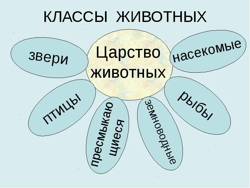 11 классов животных. Классы животных. Классы царства животных. Царство животных. Классы животных. Царство животные классы.