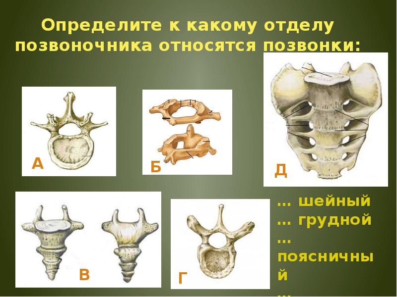 Определите к какому отделу и какому классу относят изображенное на рисунке растение укажите