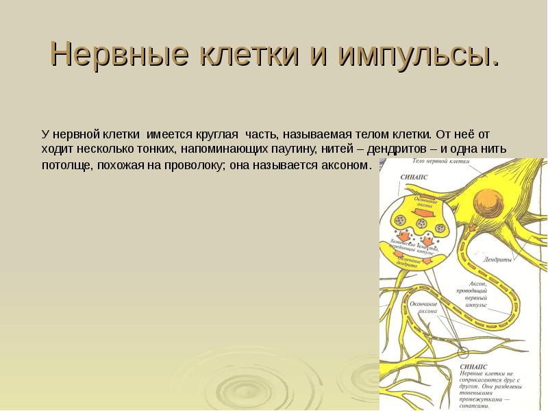 Строение синапса биология 8 класс. Нервным импульсом называется. Часть клетки, получающая нервные импульсы. Проведение нервного импульса в нейроне. Нервным импульсом называют электрическую.