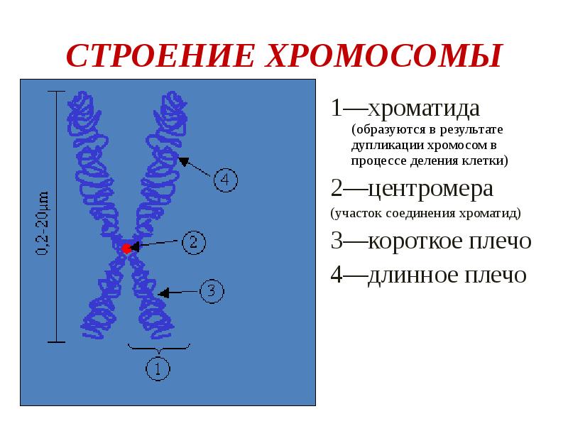 Хромосомы и хроматиды