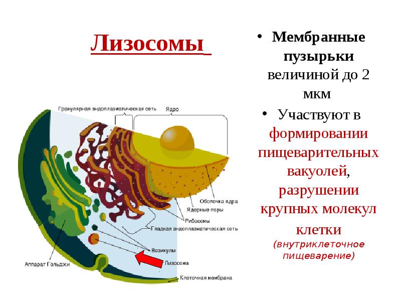 Одномембранные органоиды эукариот