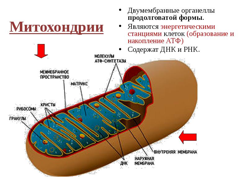 Двухмембранные органоиды клетки. Митохондрии двумембранные органоиды. Митохондрии энергетические станции клетки. Энергетические митохондрии энергетические органоиды клетки. Органелла энергетическая станция клетки.