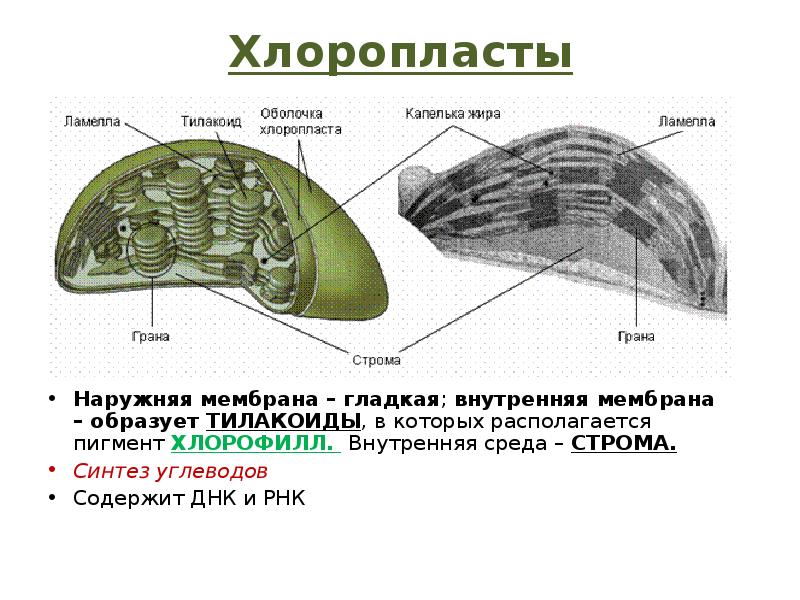 Какой органоид на рисунке. Внутренняя мембрана образует тилакоиды у органоида. Внутренняя мембрана хлоропласта образует. Складки внутренней мембраны тилакоиды. Синтез углеводов органоид.