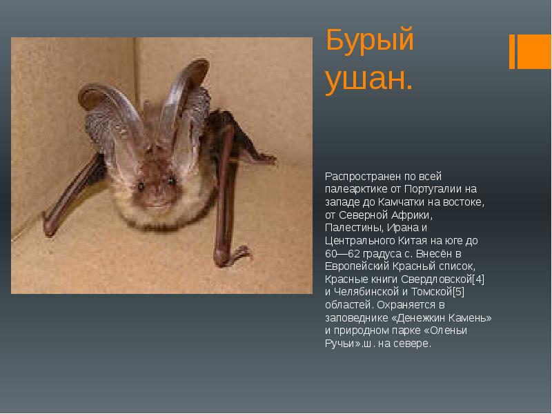 Животные занесенные в красную книгу челябинской области с фото и описанием