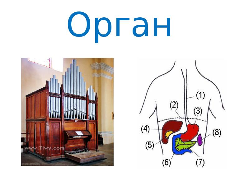 Текст про орган. Орган инструмент интересные факты. Орган инструмент ударение. Органы человека с ударением на а. А один пример на слово органный.