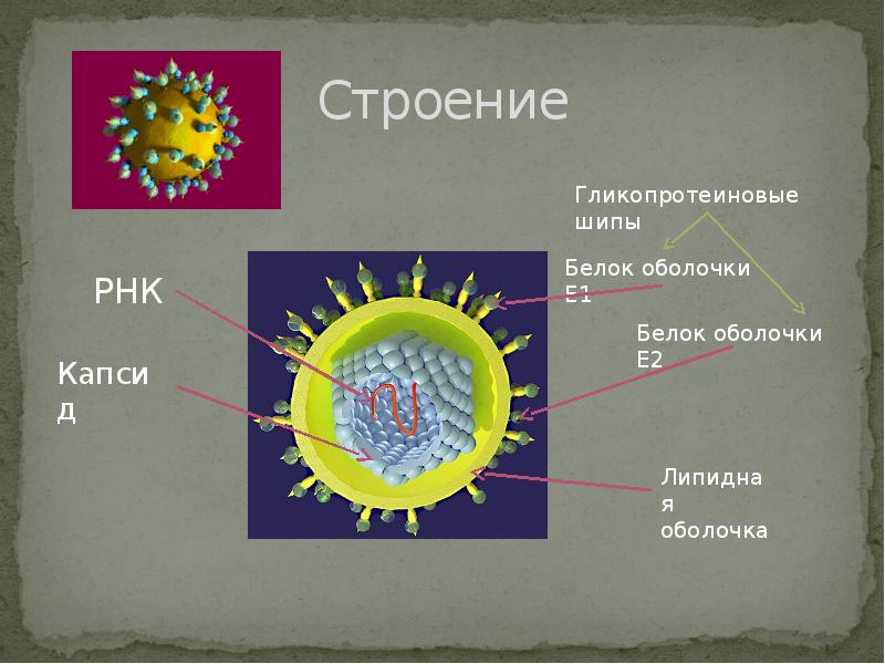 Белки гепатита с. Строение вируса гепатита ц. Вирус гепатита е строение. Строение вируса гепатита в. Структура вируса гепатита в.