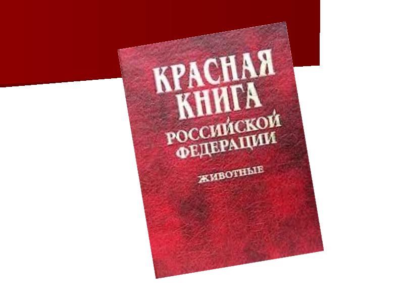 Презентация книга тревоги красная книга