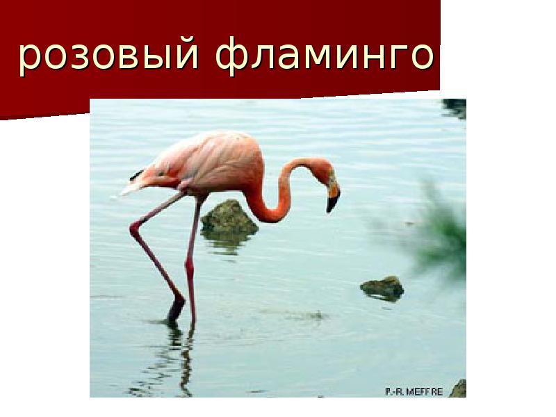 Фламинго сообщение. Фламинго. Фламинго из красной книги. Сообщение о Фламинго. Фламинго красная книга России.