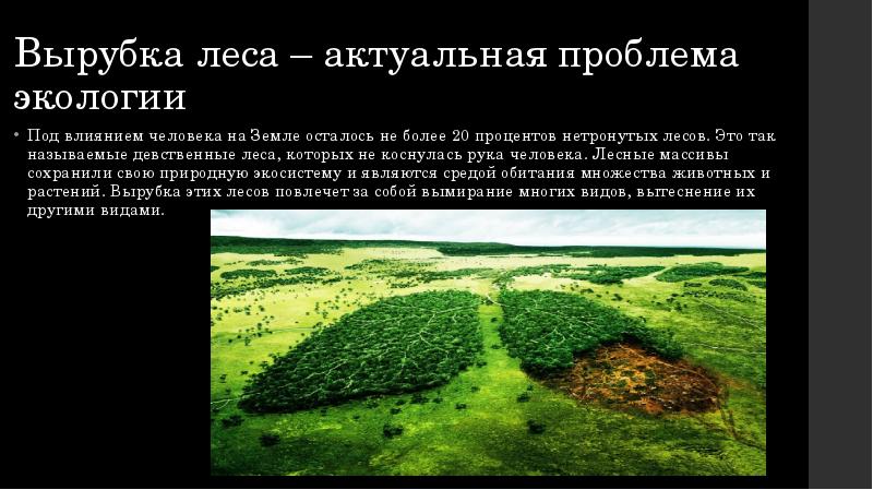 Лесная влияние на окружающую среду. Вырубка лесов содержание проблемы. Как вырубка лесов влияет на окружающую среду. Гипотеза проекта вырубка лесов. Вырубка лесов в России экологическая проблема статистика.