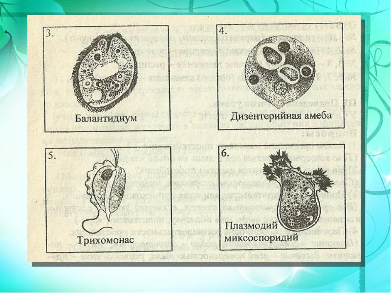 Презентация по зоологии 7 класс