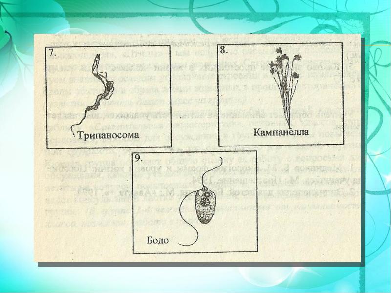 Включи бодо. Строение Бодо. Бодо простейшие строение. Простейшие одноклеточные Бодо. Бодо строение рисунок.