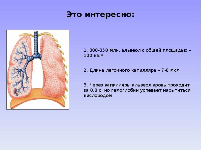 Легочные капилляры