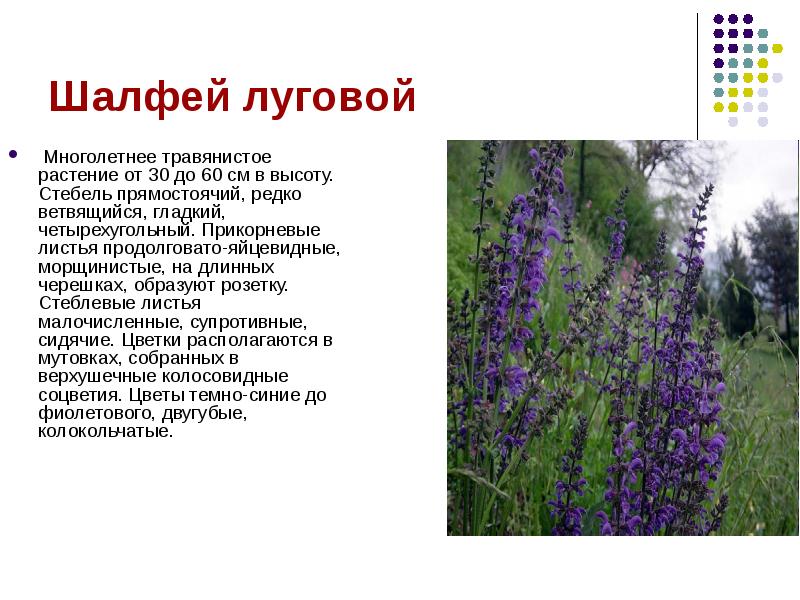 Лекарственные растения волгоградской области фото и названия