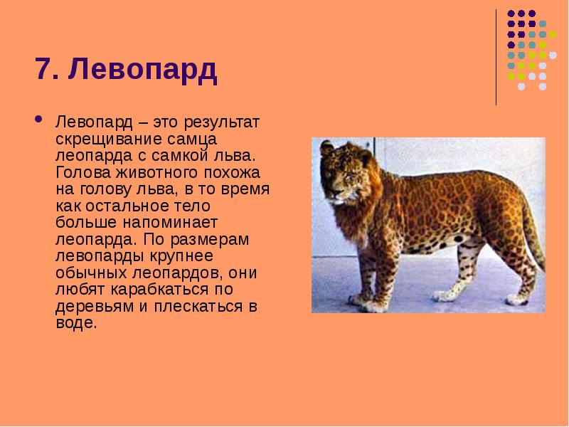 Описать гибридов. Левопард гибрид. Сообщение о гибриде. Сообщение о гибриде животных. Лев скрещенный с леопардом.