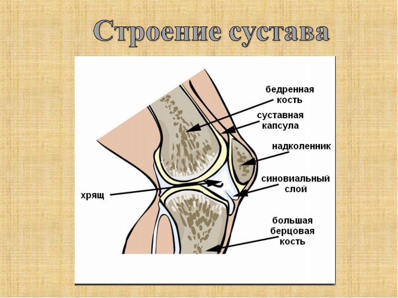 Сустав картинка с подписями