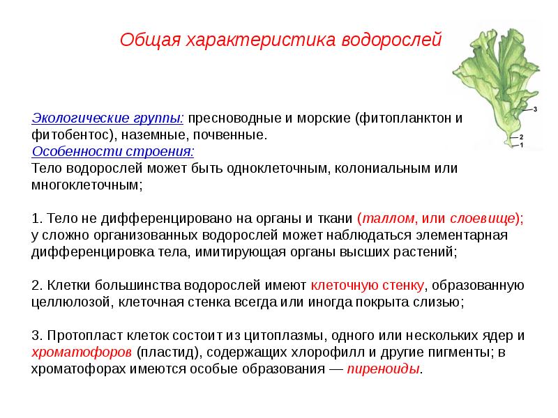 Свойства водорослей. Общая характеристика водорослей 6 класс биология. Основная характеристика водорослей. Общая характеристика характеристика водорослей. Характеристика групп водорослей.