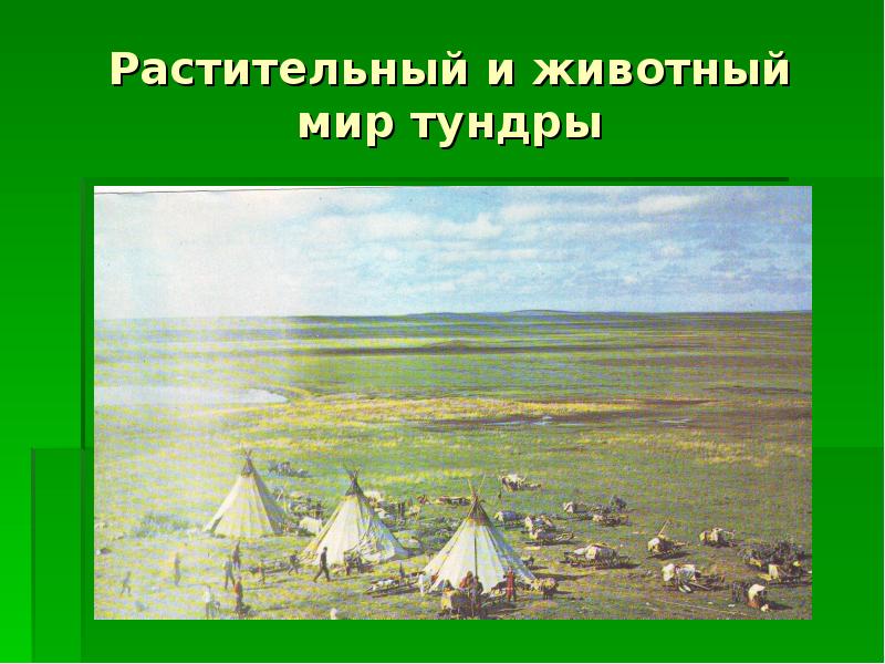 Растительный и животный мир тундры