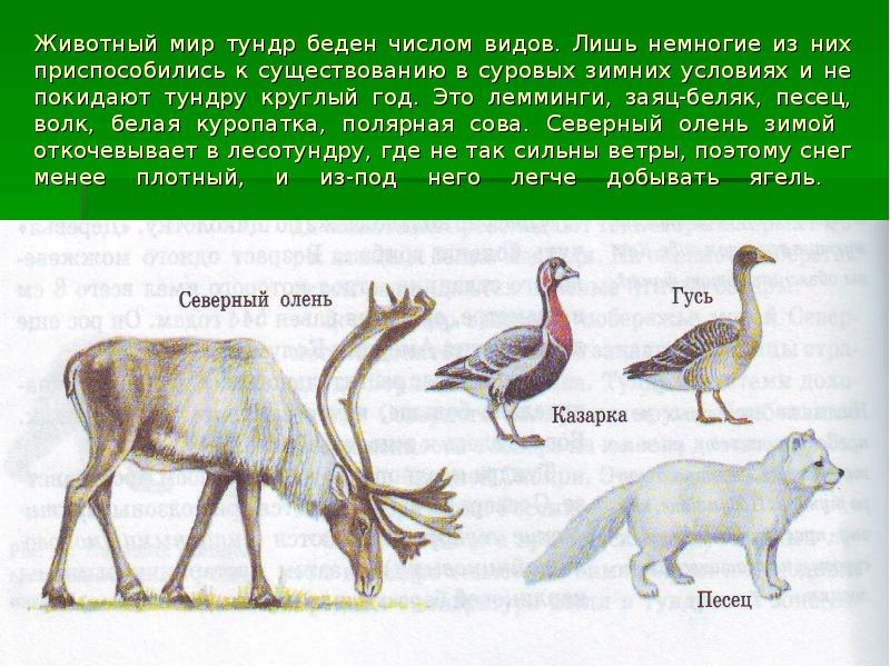 Животный мир тундр беден числом видов. Лишь немногие из них приспособились