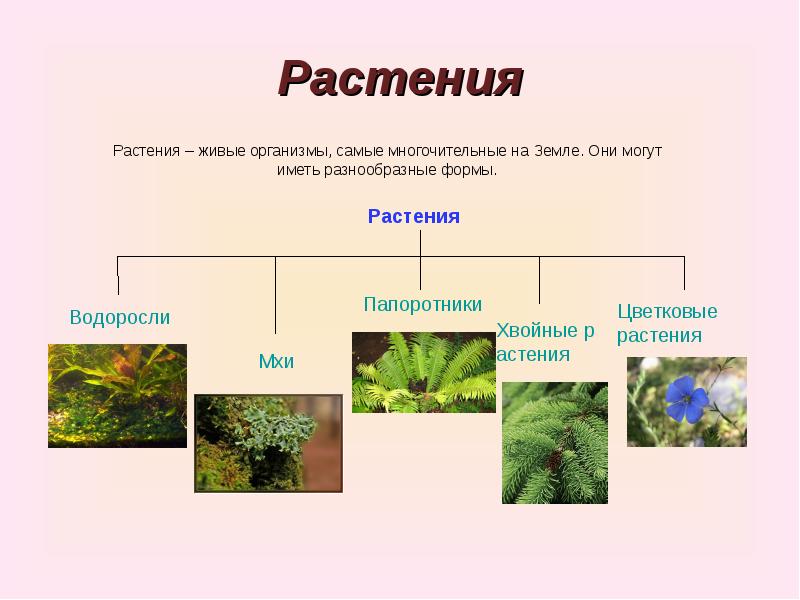 Какие группы растений можно. Таблица водоросли мхи папоротники хвойные цветковые растения. Виды растений водоросли мхи папоротники. Растение живой организм. Мхи хвойные папоротники.