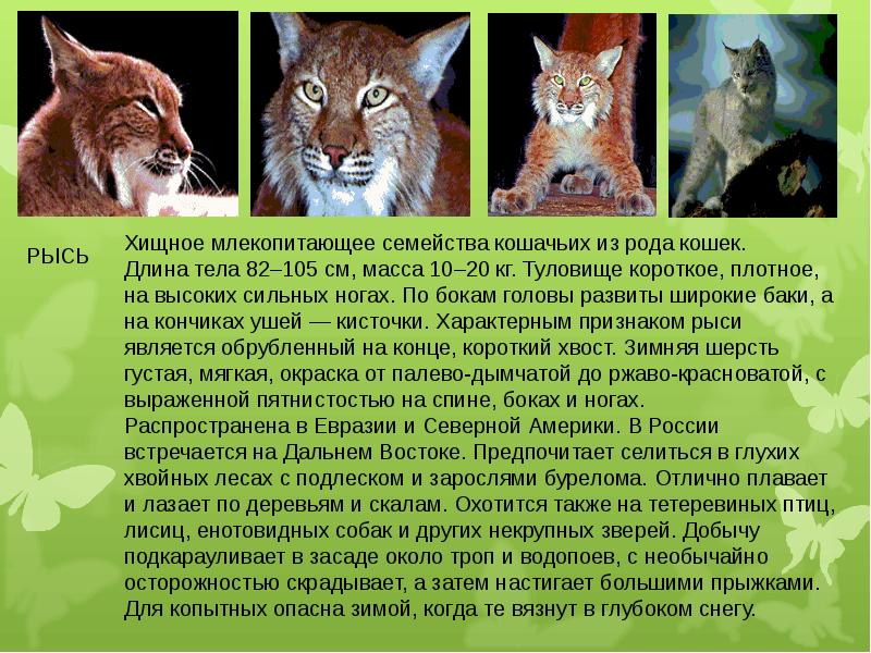 Какой организм является хищником. Животные красной книги Амурской области. Млекопитающее семейства кошачьих. Семейства хищных млекопитающих. Амурские животные в красной книге.