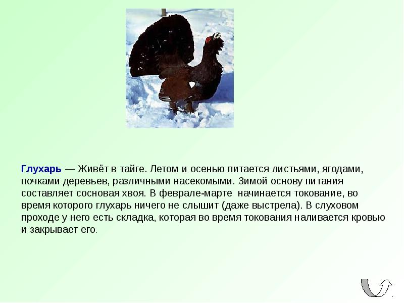 Где обитает глухарь. Глухарь обитает в тайге?. Глухарь живет в тайге. Чем питаются Глухари зимой. Обитаем Глухарь в тайге.