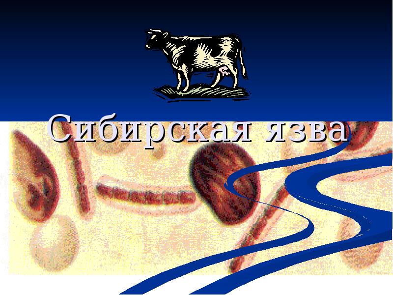 Сибирская язва