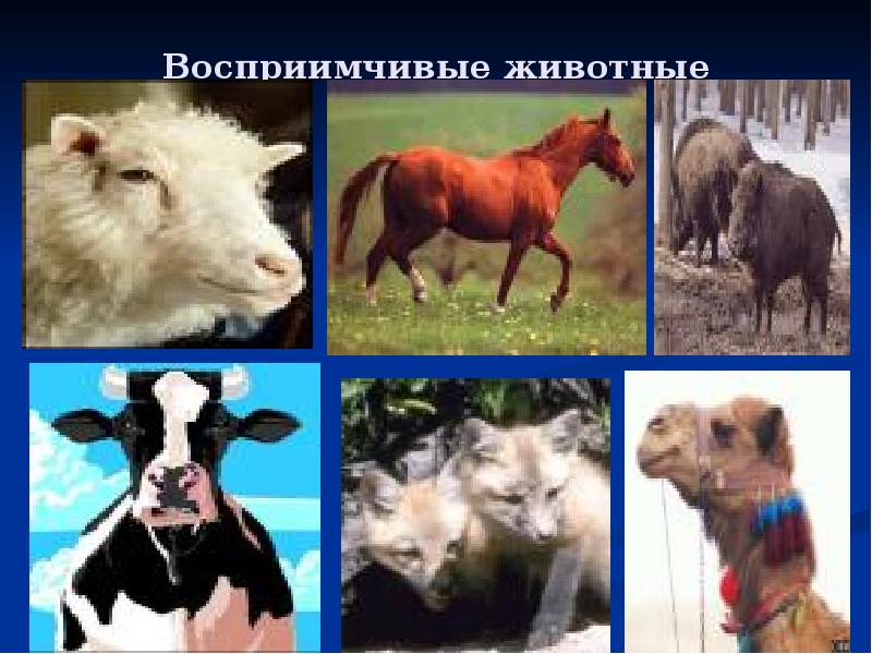 Восприимчивые животные