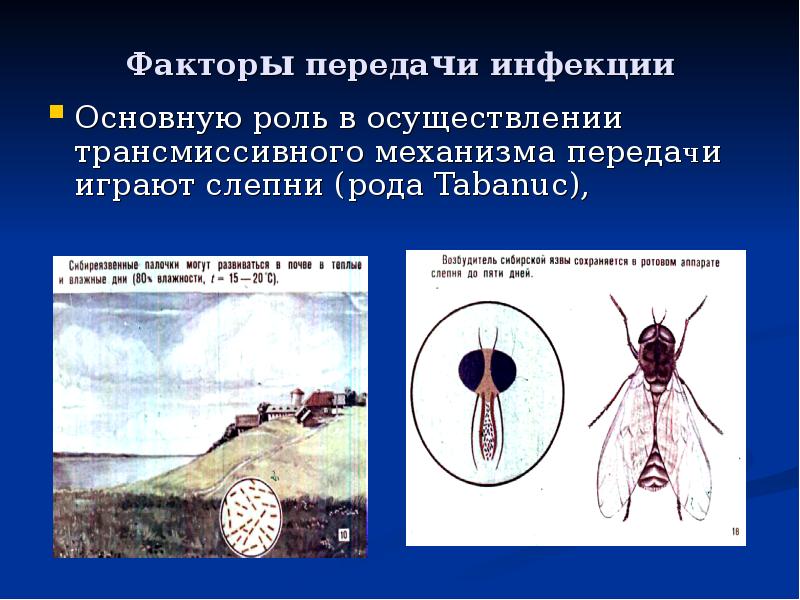 Факторы передачи инфекции Основную роль в осуществлении трансмиссивного механизма передачи играют