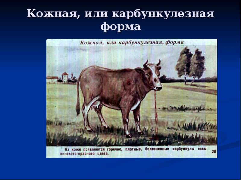 Кожная, или карбункулезная форма