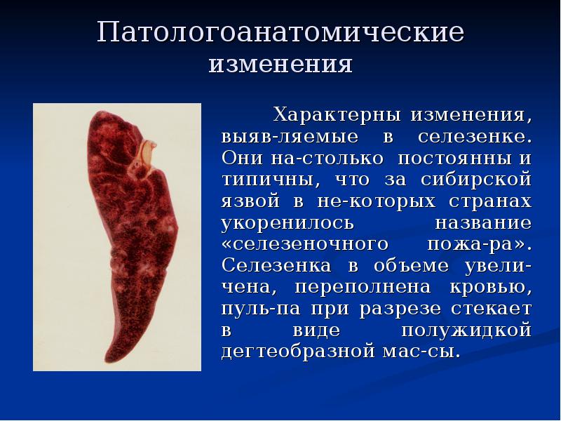Патологоанатомические изменения      Характерны изменения, выяв-ляемые в