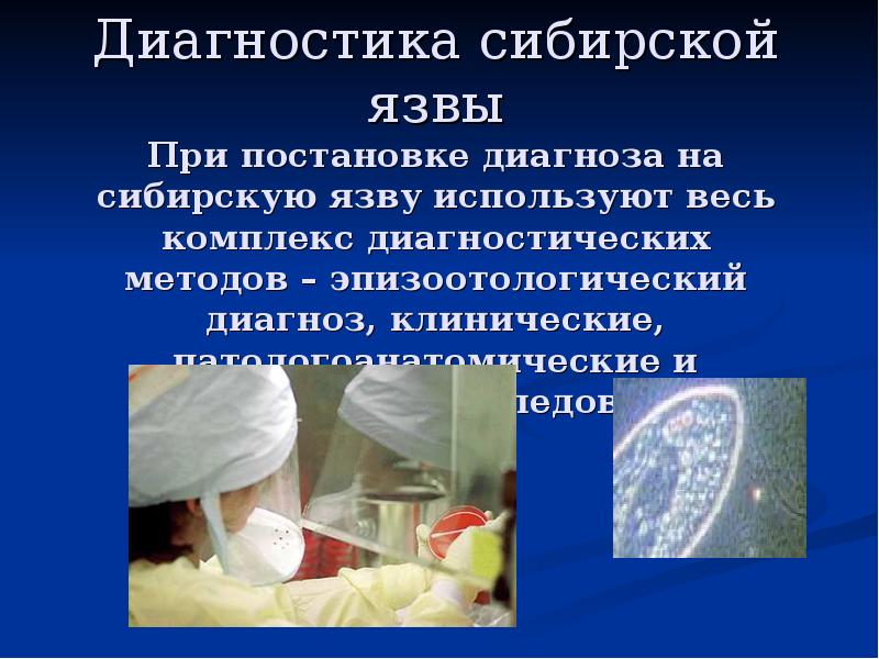 Диагностика сибирской язвы При постановке диагноза на сибирскую язву используют весь