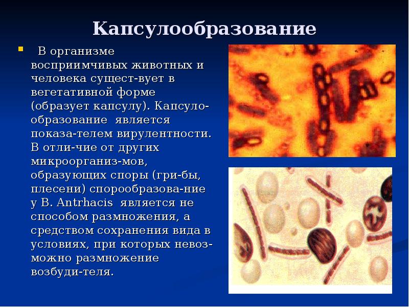 Капсулообразование  В организме восприимчивых животных и человека сущест-вует в вегетативной