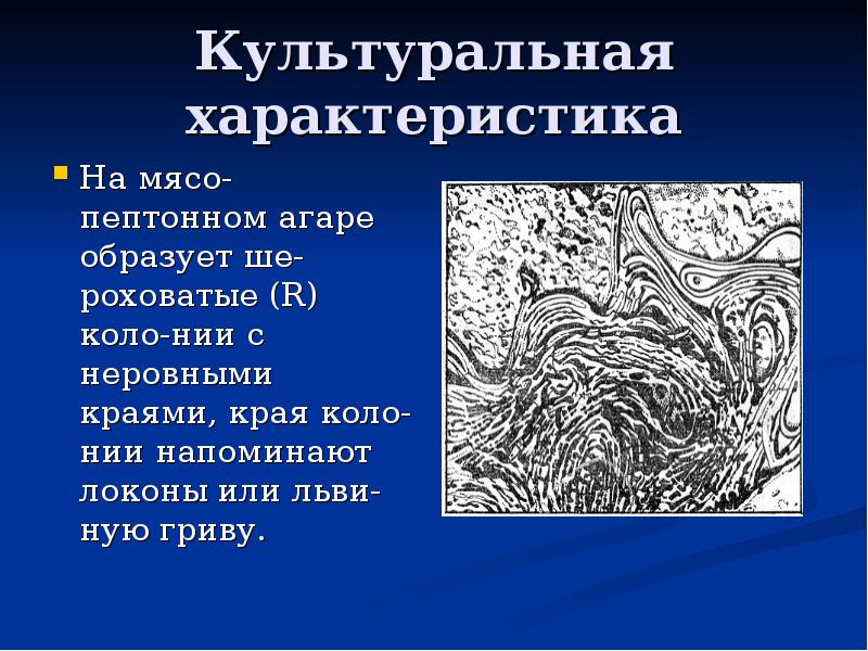 Культуральная характеристика На мясо-пептонном агаре образует ше-роховатые (R) коло-нии с неровными