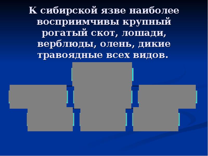 К сибирской язве наиболее восприимчивы крупный рогатый скот, лошади, верблюды, олень,