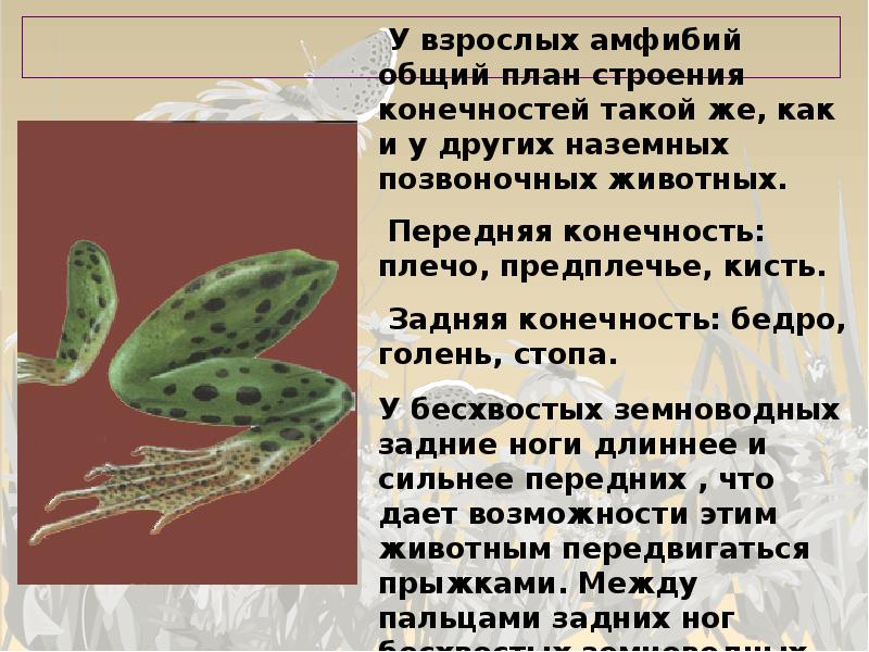 Эволюционное преобразование органов дыхания у рыб. Подавляющее большинство взрослых амфибий населяет. Земноводные живу на суше. Наружное строение амфибии. Азиатская лягушка крабоед.