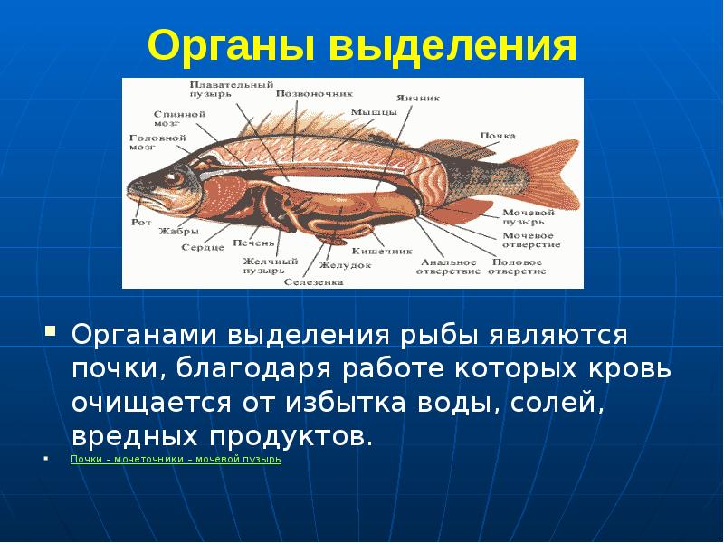 Какие системы органов у рыб. Внутреннее строение рыбы выделительная система. Выделительная система рыб 7 класс биология. Строение выделительной системы рыб. Выделительная система рыбы схема биология.