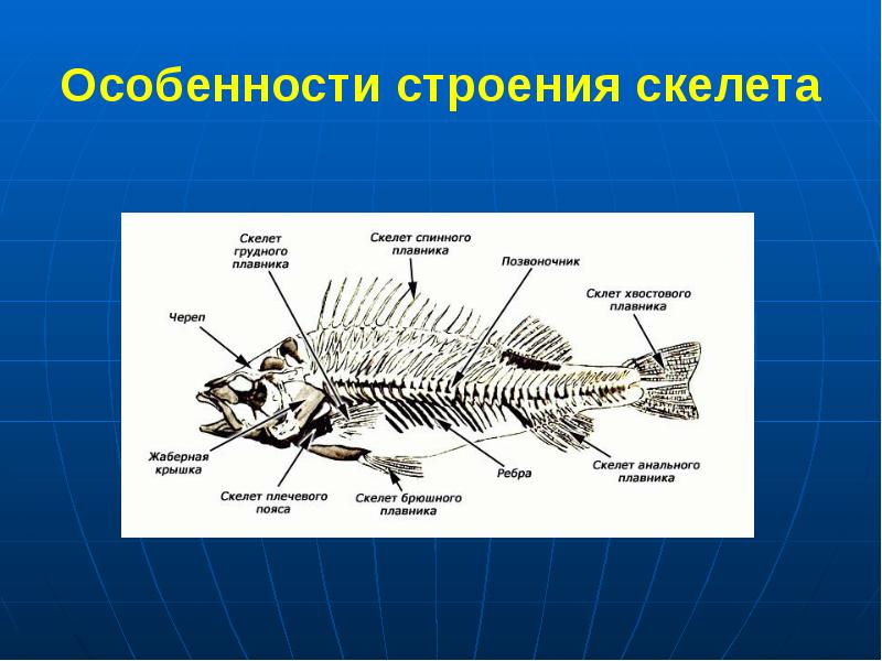 Функции отделов рыб. Внутреннее строение костной рыбы скелет. Опорно двигательная система костных рыб. Строение скелета костистой рыбы. Скелет костной рыбы 7 класс биология.