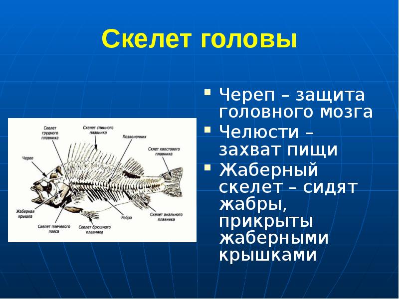 Позвоночник неподвижно соединен с черепом у рыб. Скелет головы рыбы. Скелет рыбы строение. Череп рыбы строение. Строение головы рыбы.