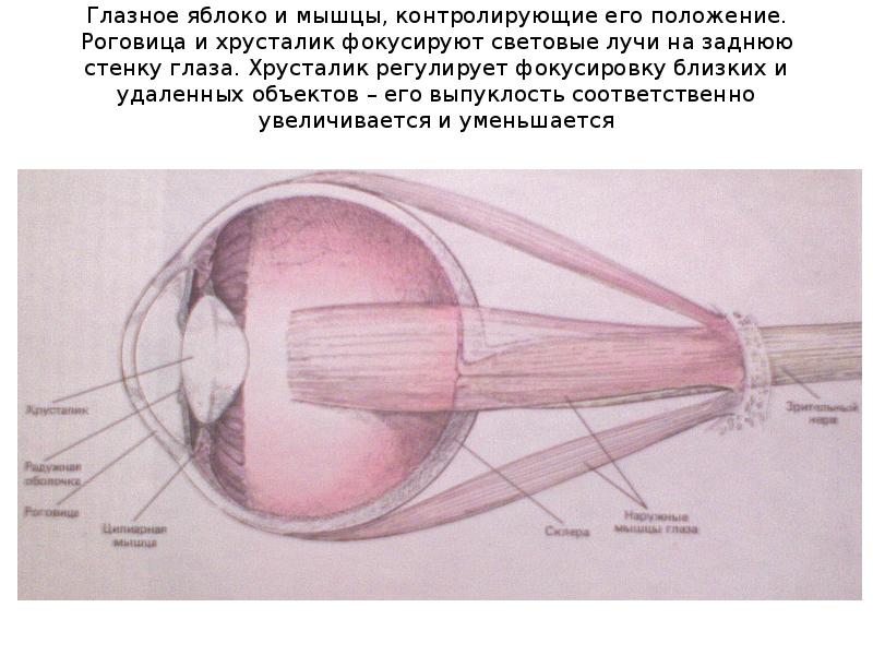 Какая часть глазного яблока фокусирует изображение предметов