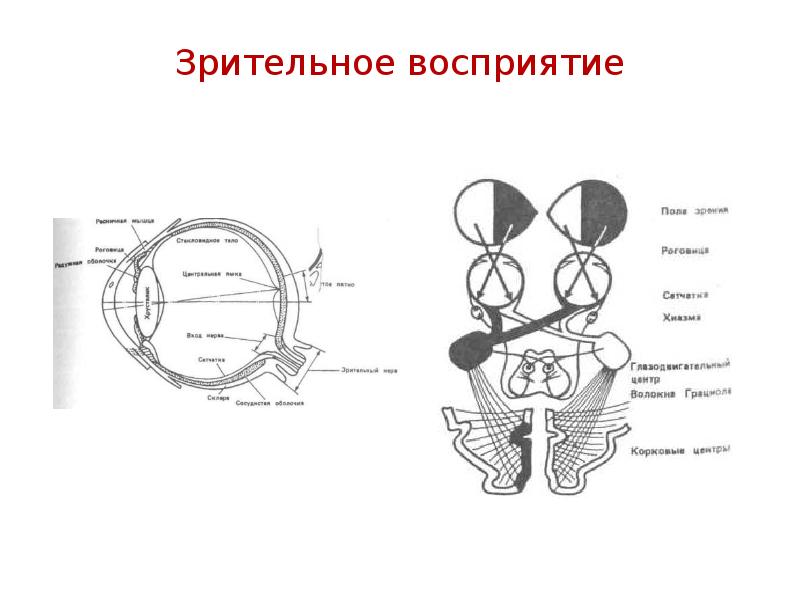 Схема зрительного акта