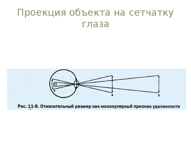 Изображение предметов на сетчатке глаза является мнимым перевернутым