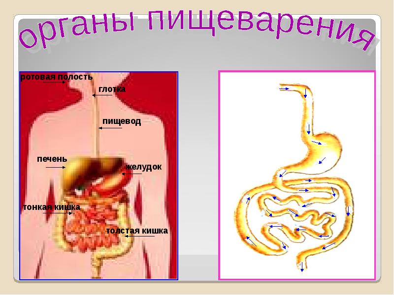 Презентация про пищеварение