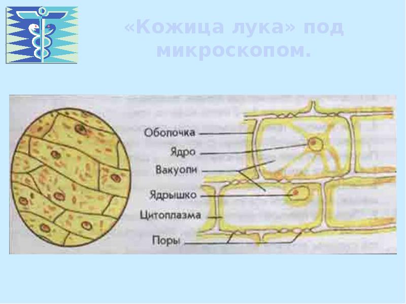 Клетки чешуи лука рисунок