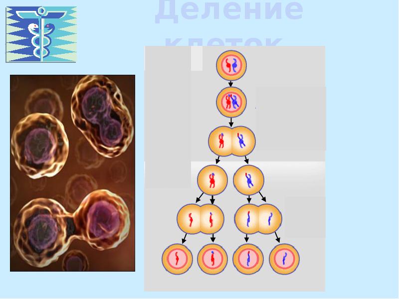 Фото деление клеток