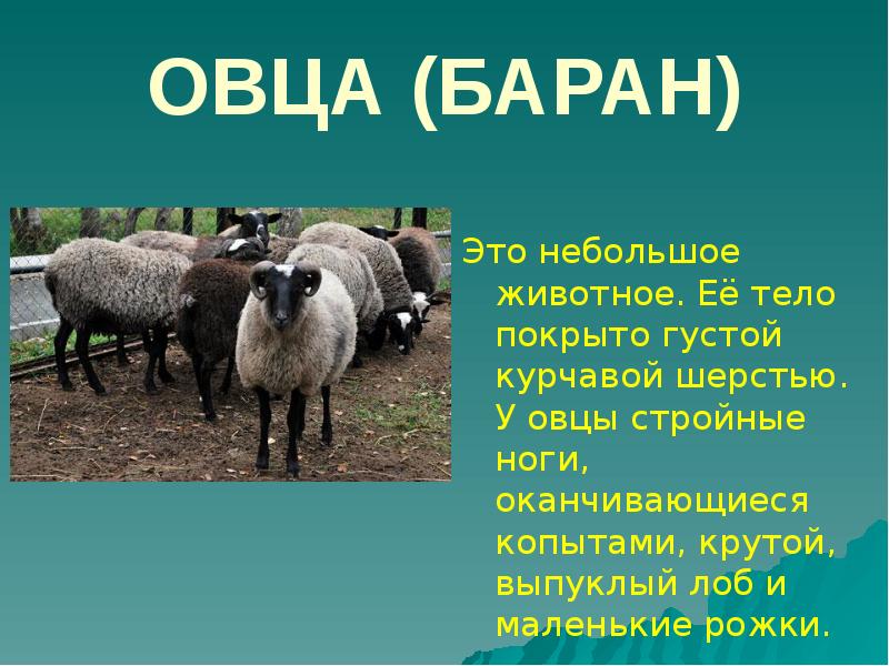 Презентация о дом животных