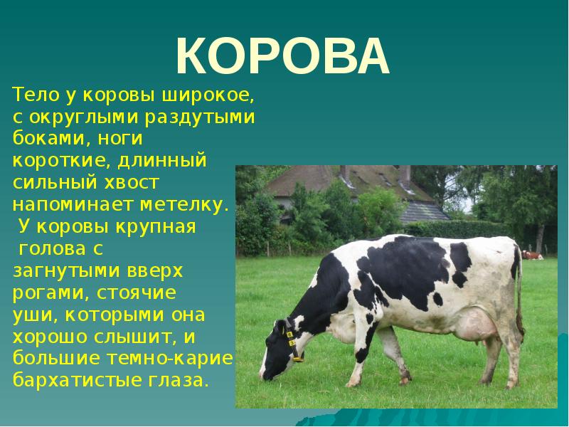 Презентация про корову